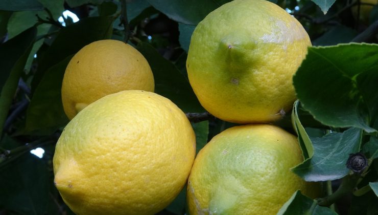 Limonda yoğun hasat dönemi: Fiyatı 6-7 TL’ye kadar düştü