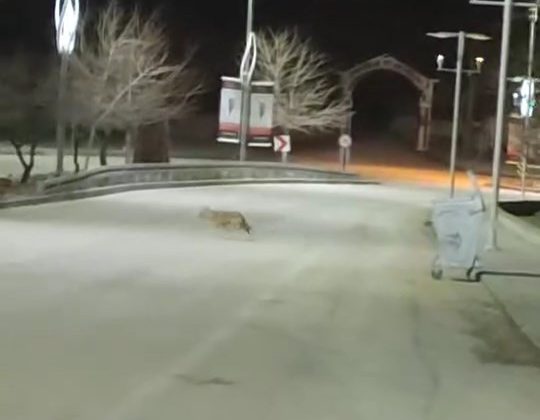 Kurt sürüsü Harput’ta görüntülendi