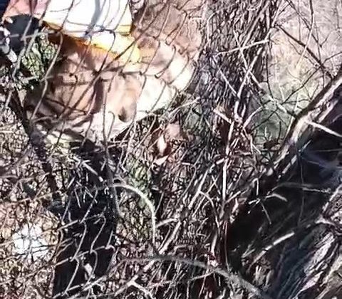 Elazığ’da tellere sıkışan yavru köpeği vatandaş kurtardı