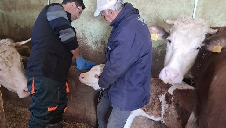 Elazığ’da aşı ve küpeleme çalışması
