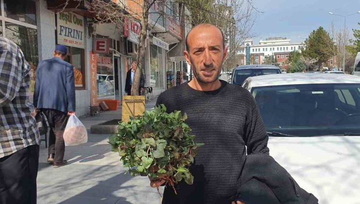 Yılın ilk kuzu kulağı tezgahlardaki yerini aldı