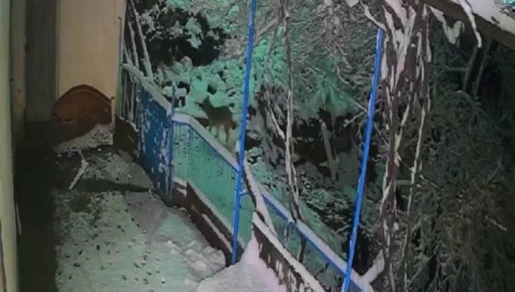 Elazığ’da çakalın tepsiyi çalma anı kamerada