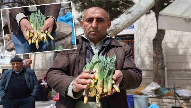 Doğal antibiyotik ‘çiriş otu’ tezgahlarda yerini aldı