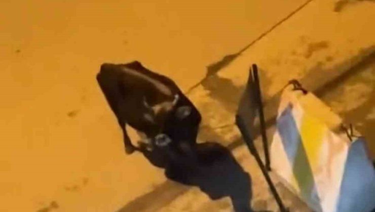 Elazığ’da 3 gündür hastane önünde bekliyor