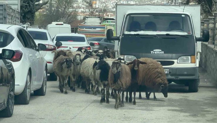 Elazığ’da trafikte sürpriz konuk