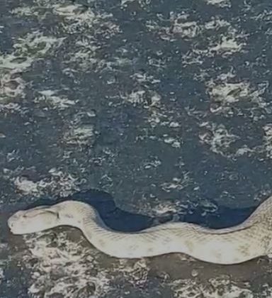 Elazığ’da karayoluna inen dev engerek korkuttu