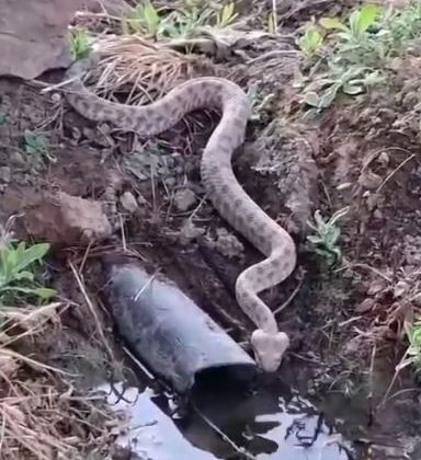 Elazığ’da koca engerek yılanı görüntülendi