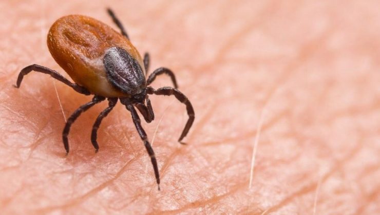 Kenenin yapıştığı yaşlı kadın öldü, kentte ölü sayısı 8’e ulaştı