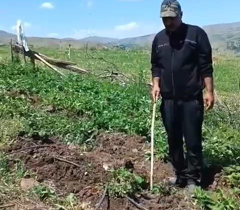 Elazığlı çiftçi, çilek bahçesini talan eden domuzlara sitem etti