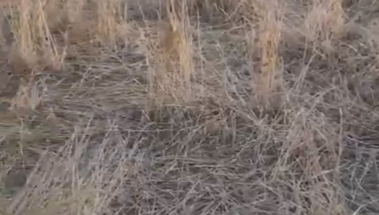 Elazığ’da araziler yaban domuzlarının istilasına uğradı