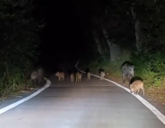 Elazığ’da domuz sürüsü yola indi