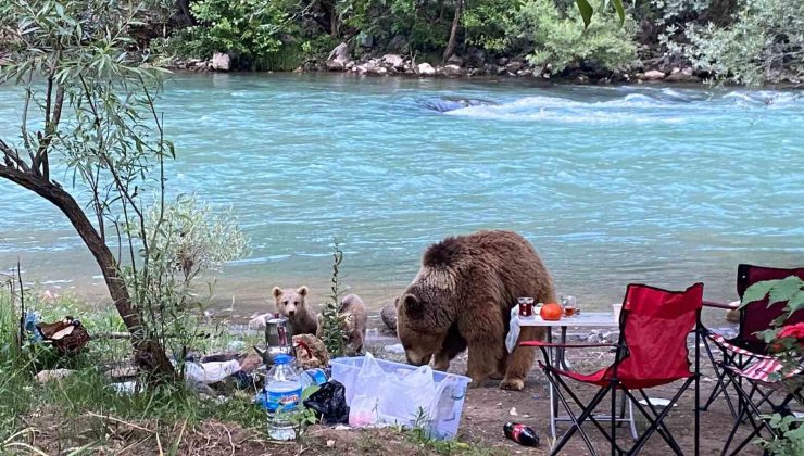 Anne ayı ve yavruları piknik sofrasına konuk oldu