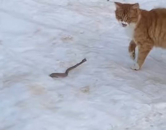 Kedinin yılanla mücadelesi kameraya yansıdı