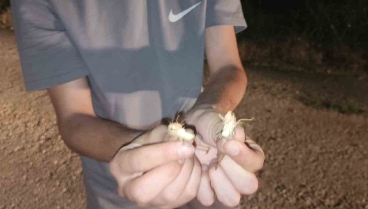 Elazığ’da çekirge istilası: Yüzlercesi yolu kapattı