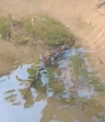 Elazığ’ın Palu ilçesinde bir derede nadir görülen sarı benekli semenderi fark edildi.