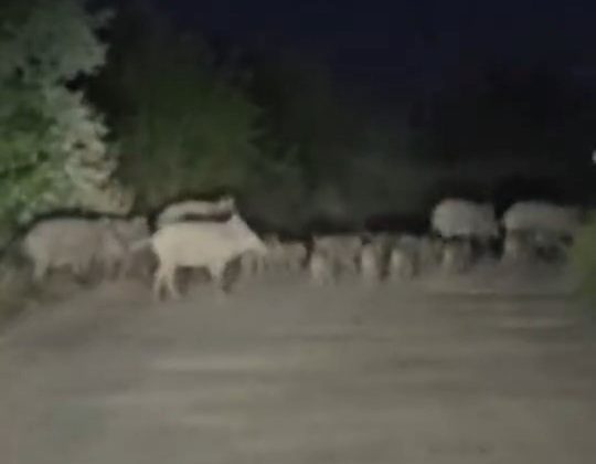 Elazığ’da domuz sürüsü yola indi