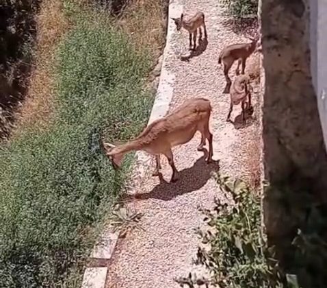 Elazığ’da anne ve yavru dağ keçileri yiyecek ararken görüntülendi