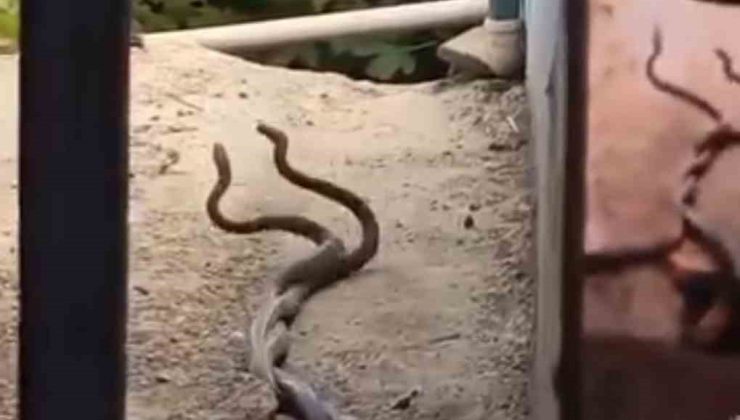 Evin içinden çıkan 2 metrelik yılanlar paniğe neden oldu