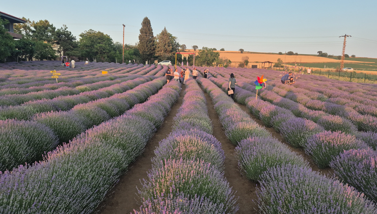 Mor tarla turizmi başladı