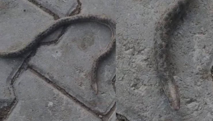 Elazığ’da çift başlı yılan tedirgin etti