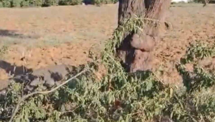 Elazığ’da fırtına ağacı ikiye böldü