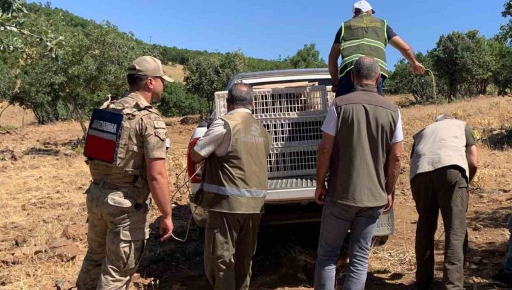 Kene ve zararlı böceklerle biyolojik mücadele çerçevesinde doğaya keklik salımı gerçekleşti