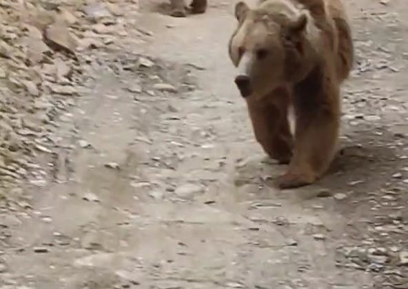 Tunceli’de dağ keçileri ve ayı ailesi kamerada