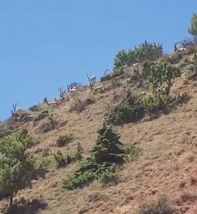 Elazığ’da dağ keçileri sürü halinde görüntülendi