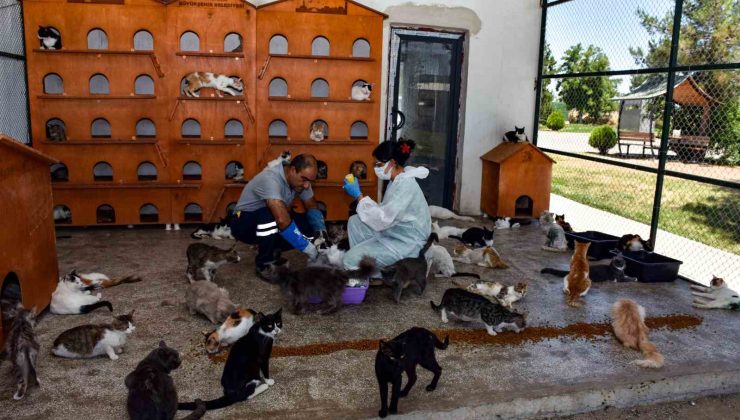 Diyarbakır’da 6 ayda 10 bin hayvan ihbarına müdahale