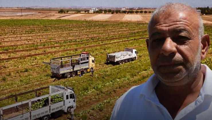 karpuzunda hasat devam ediyor: Tarlada kilosu 1-2 lira
