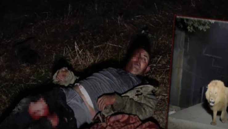 Aslan fıstık bahçesinde uyuyan çiftçiye saldırdı