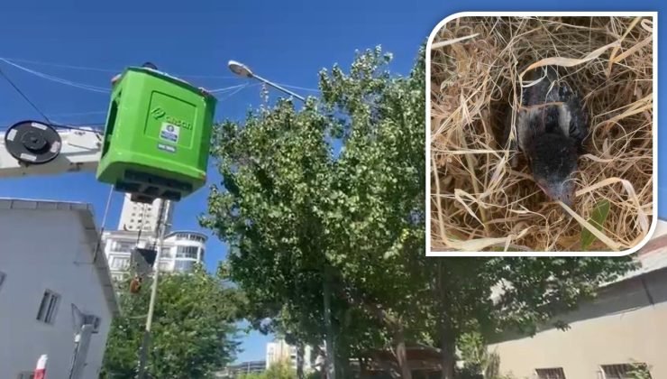 Fırat EDAŞ’tan doğaya duyarlı müdahale: Kuşlar güvende