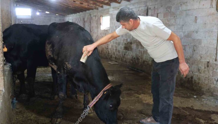 Kırsalda Bereket Hayvancılığa Destek’ projesi ilk meyvesini verdi