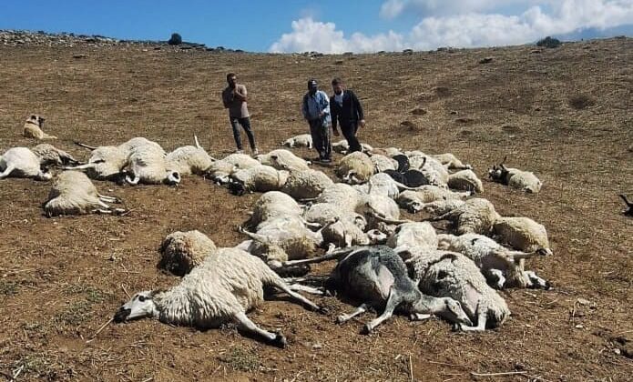 Tunceli’de sürüye yıldırım düştü: 58 koyun telef oldu