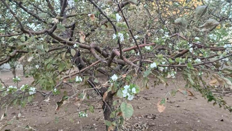 Sonbaharda ağaç çiçek açtı, görenler hayrete düştü