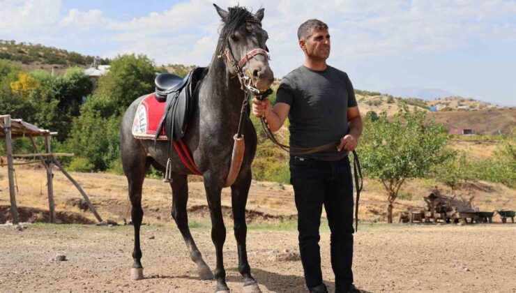 Rahvan atların yolculuğu: Orta Asya’dan Osmanlı’ya, bugün Palu’da