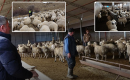 Babasıyla tartıştı, vadeli koyun alarak kendi sürüsüne sahip oldu