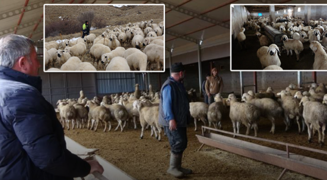 Babasıyla tartıştı, vadeli koyun alarak kendi sürüsüne sahip oldu