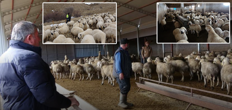 Babasıyla tartıştı, vadeli koyun alarak kendi sürüsüne sahip oldu