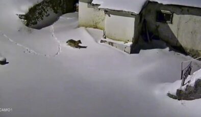 Elazığ’da evin çevresinde yiyecek arayan kurt kamerada