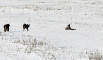 Elazığ’da vaşak ailesi görüntülendi