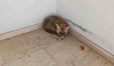 Palu’da okulun içine giren tilki kamerada