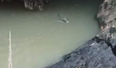 Su samuru balık avlarken görüntülendi