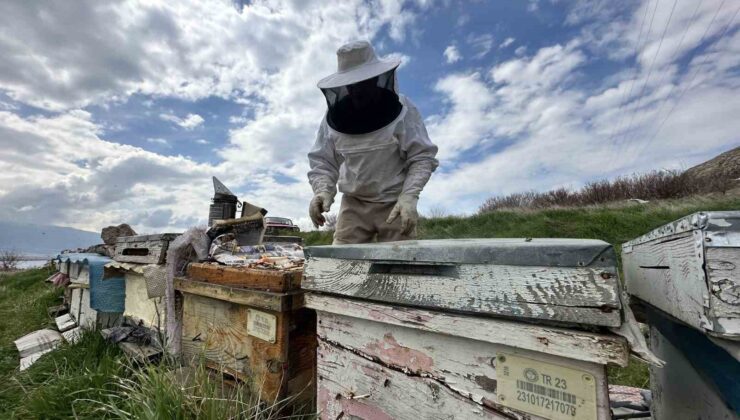 Arıcılar yavru ve besleme dönemine girdi