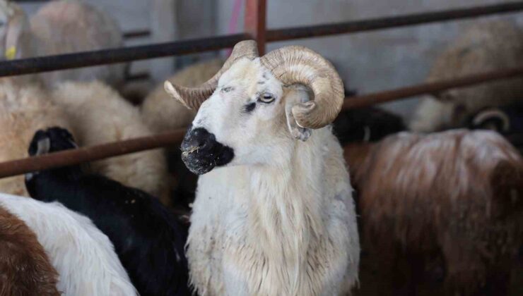 Elazığ’da kurbanlık satışları başladı