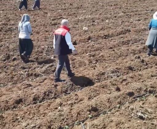 Elazığ’da domates üretiminde yeni sezon başladı