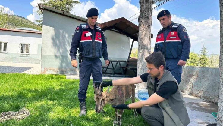 Ağın’da yaralı dağ keçisi koruma altına alındı