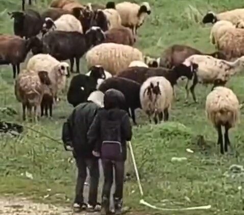 ELAZIĞ’DA MİNİK ÇOBANLARIN NEŞELİ ANLARI İÇLERİ ISITTI