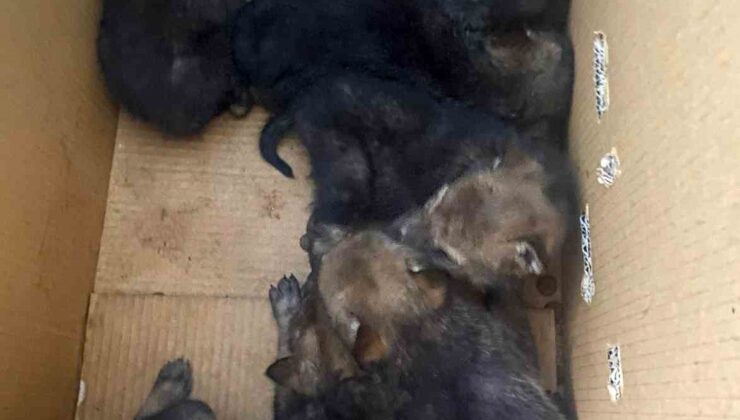 Karakoçan’da 7 Yavru Kurda Jandarma Şefkati!