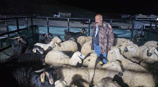 Elazığ’da kurban pazarında uykusuz mesai: Geceyi hayvanlarının başında geçiriyorlar